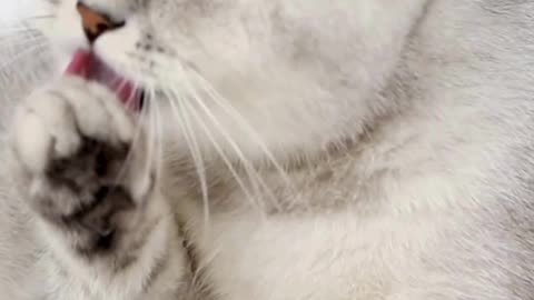 Calm and Cute: 4K Cat Relaxation #catvideo #animalvideo #wildadventure #animals