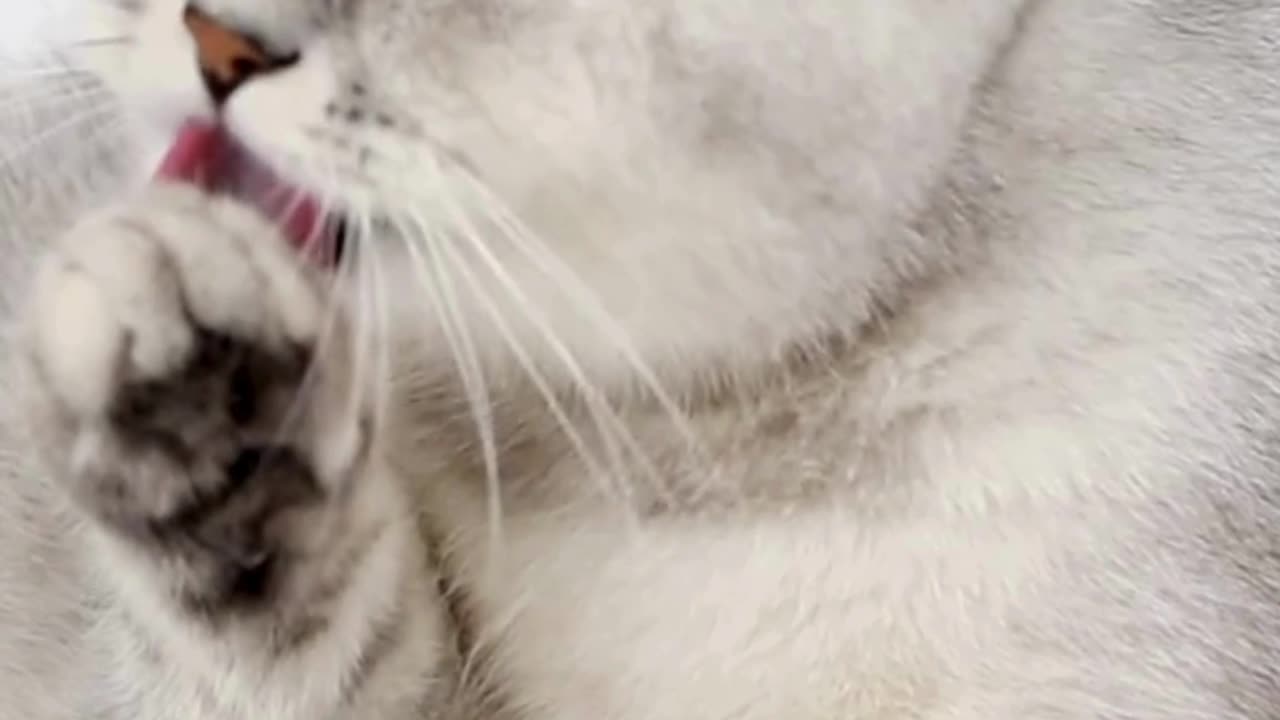 Calm and Cute: 4K Cat Relaxation #catvideo #animalvideo #wildadventure #animals