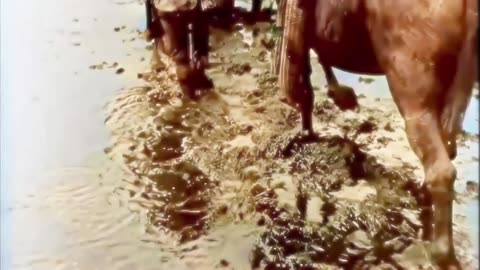 67 - Trench Shadows - WW1 Inspired Trench Music - Colourized Footage