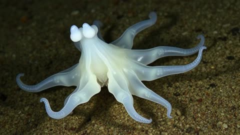 The baby stars of the ocean… that don’t look like stars at all!