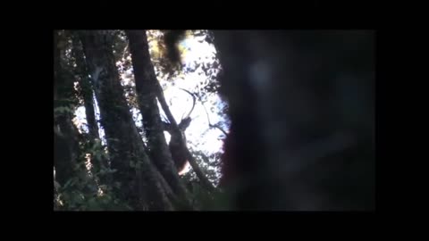 Nice stag roared in