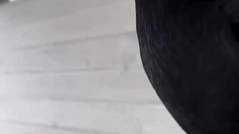 Intelligent black crow