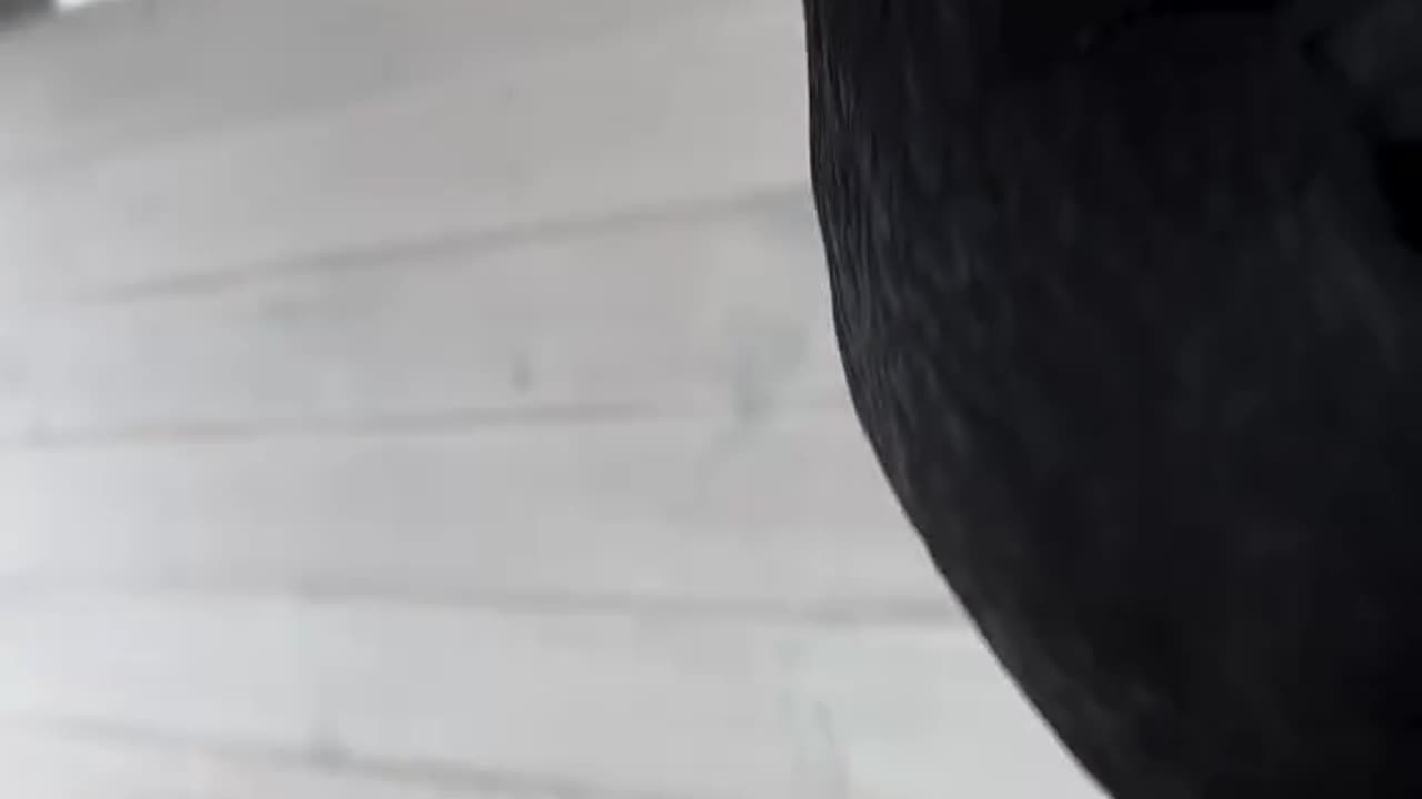 Intelligent black crow