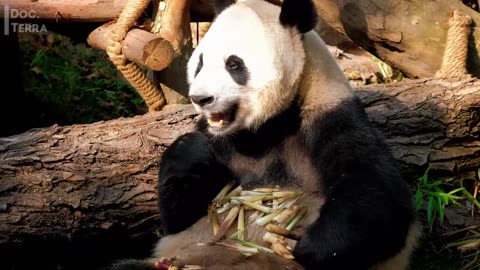 The Most Fascinating Animals in the World | Documentary