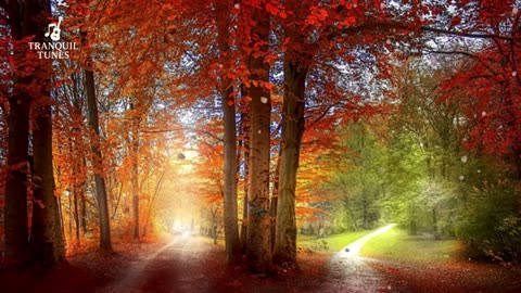 Relaxation Music: Natural Sounds Brain Therapy, Sleep Relaxation, Difficulty Focus and Stress