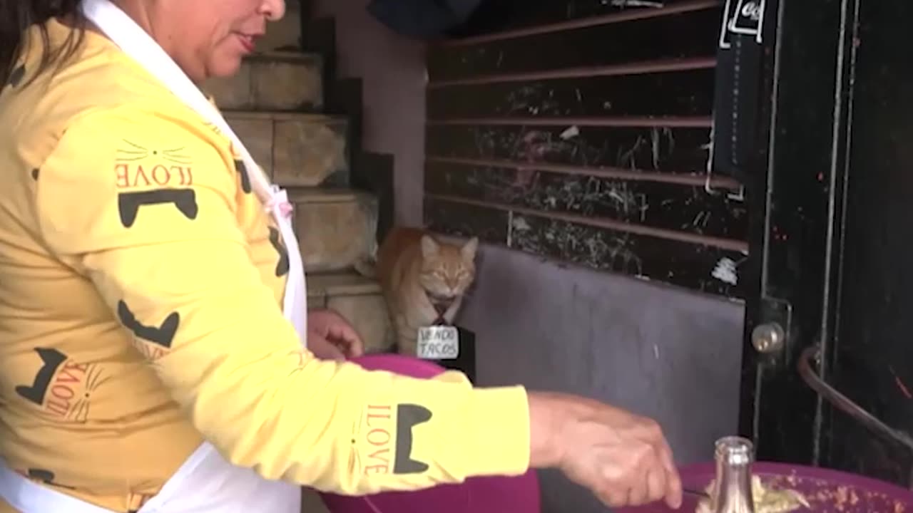 🐈‍⬛🌮Conoce a Toby, el gato que vende tacos en México