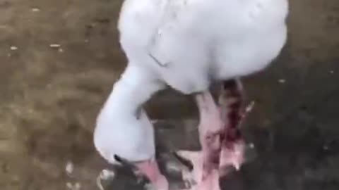 Baby flamingo learning to paddle.. 😊