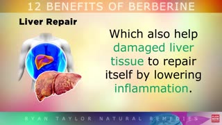 12 Amazing Benefits Of BERBERINE (Nature's Ozempic)