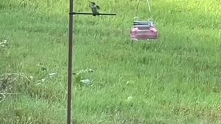 Bird feeder hack