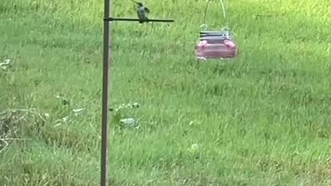 Bird feeder hack