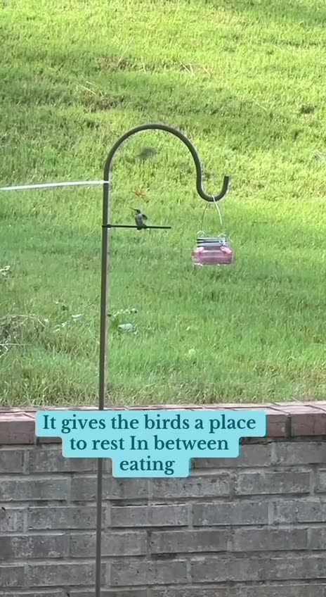 Bird feeder hack