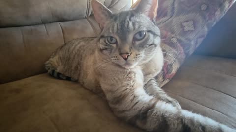 Couch Calm: The Most Serene Cat You’ll See Today