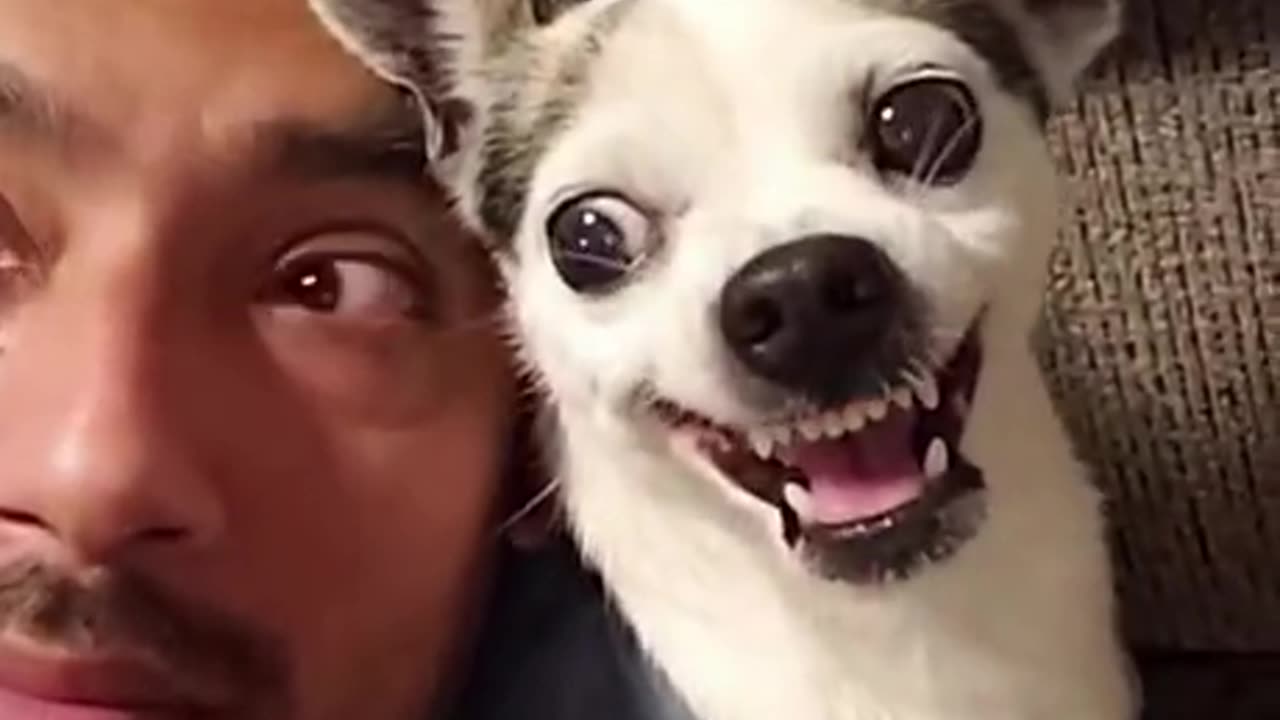Bark at Your Dog 😁