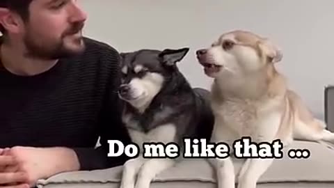 Amazing: Dramatic Mini Husky Freaks Out When Owner Kisses Other Dog On The Head
