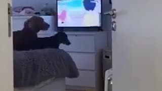 🤣🐶 Even Dogs Do This?! You Won't Believe It! | FunFM