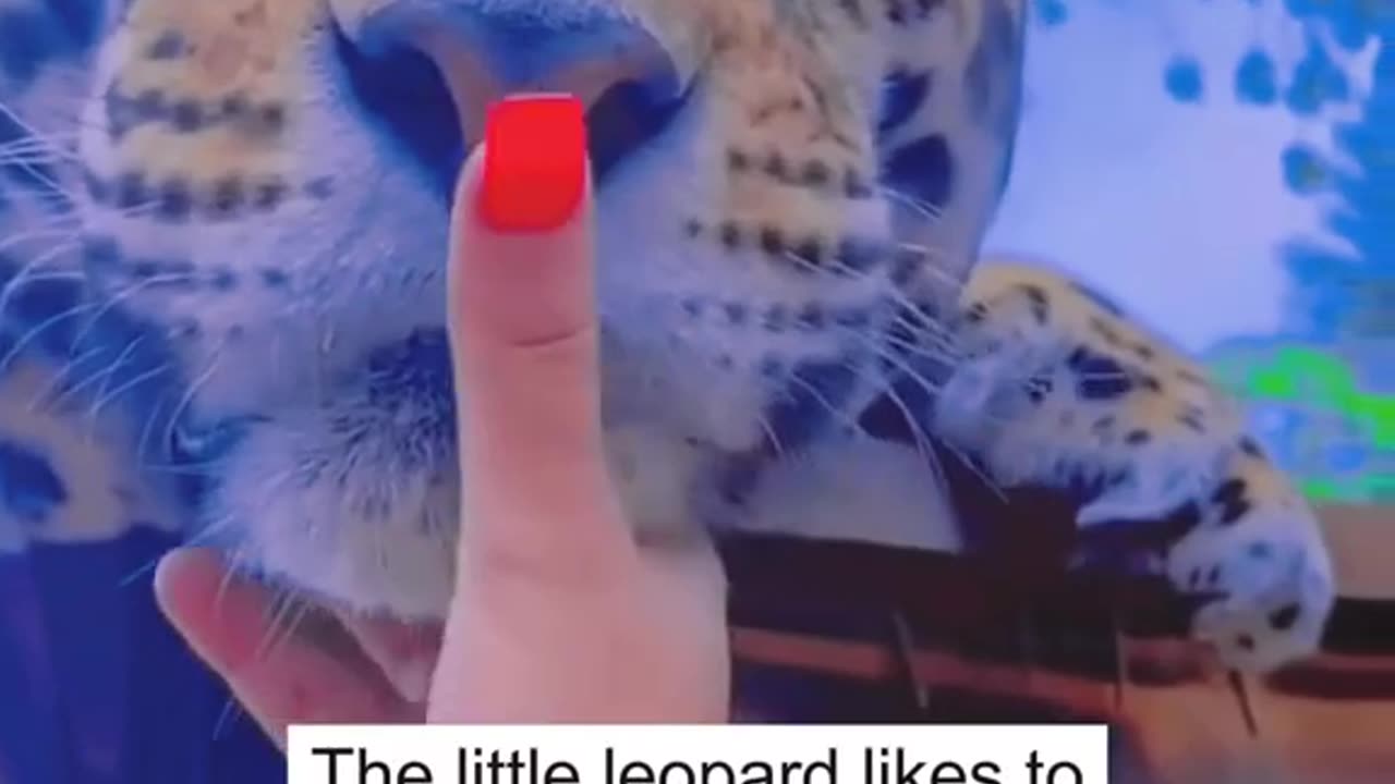 Rescuing a leopard