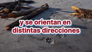 Hallan fósil de un perro gigante que devoraba rinocerontes.