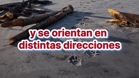 Hallan fósil de un perro gigante que devoraba rinocerontes.