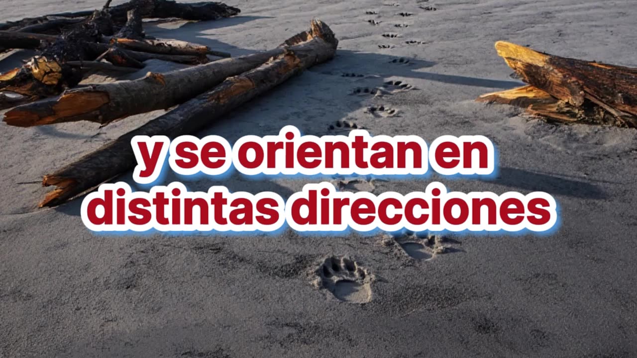 Hallan fósil de un perro gigante que devoraba rinocerontes.