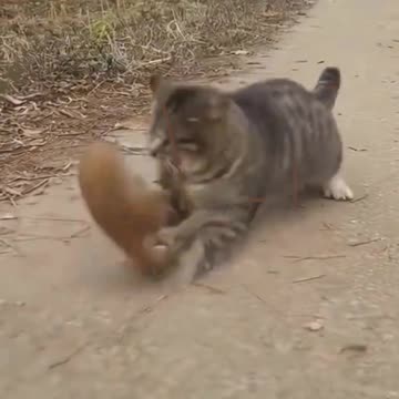 Funny animals video