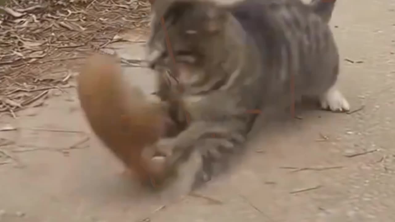 Funny animals video