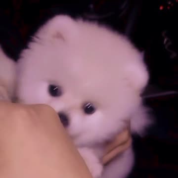 Mischievous Pomeranian Baby