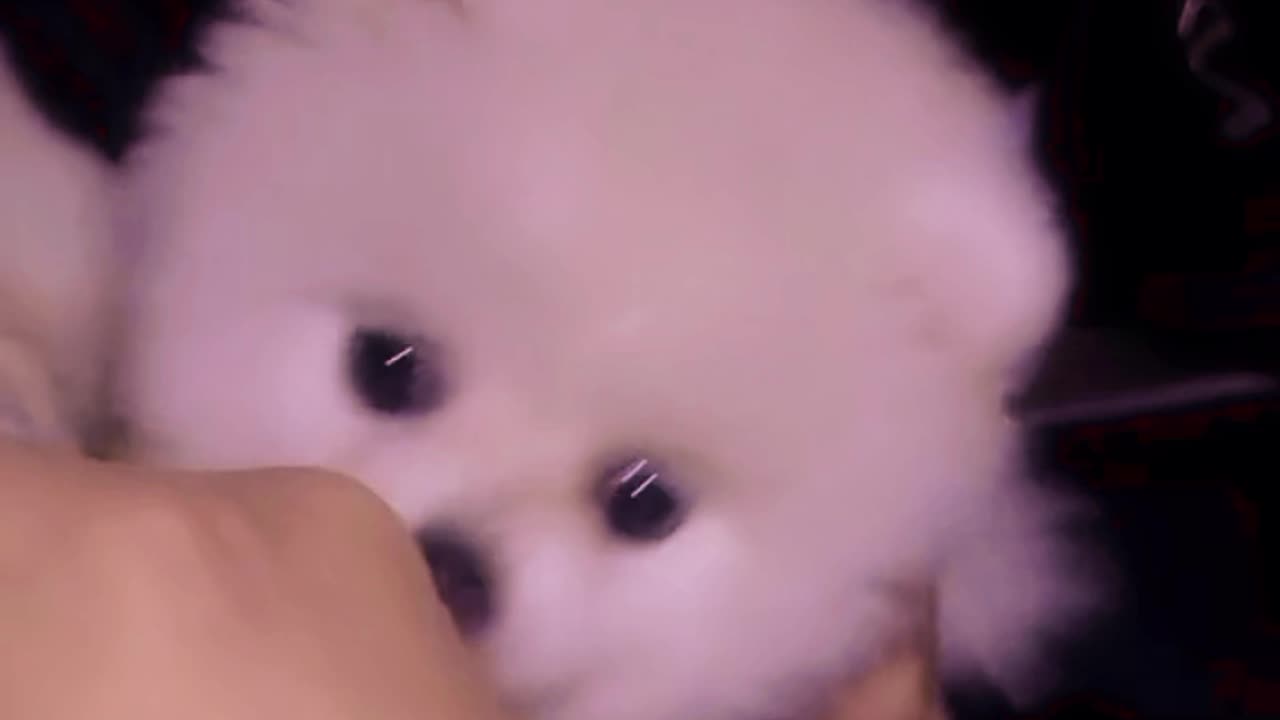 Mischievous Pomeranian Baby