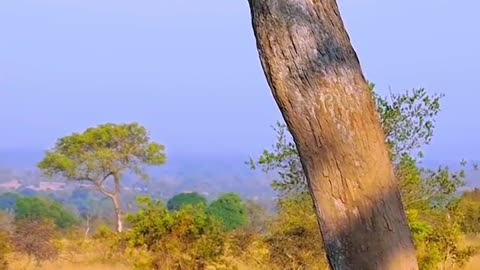Animal Miracle: Tiger Mom Gives Food to Hunter for His Baby 🐅❤️