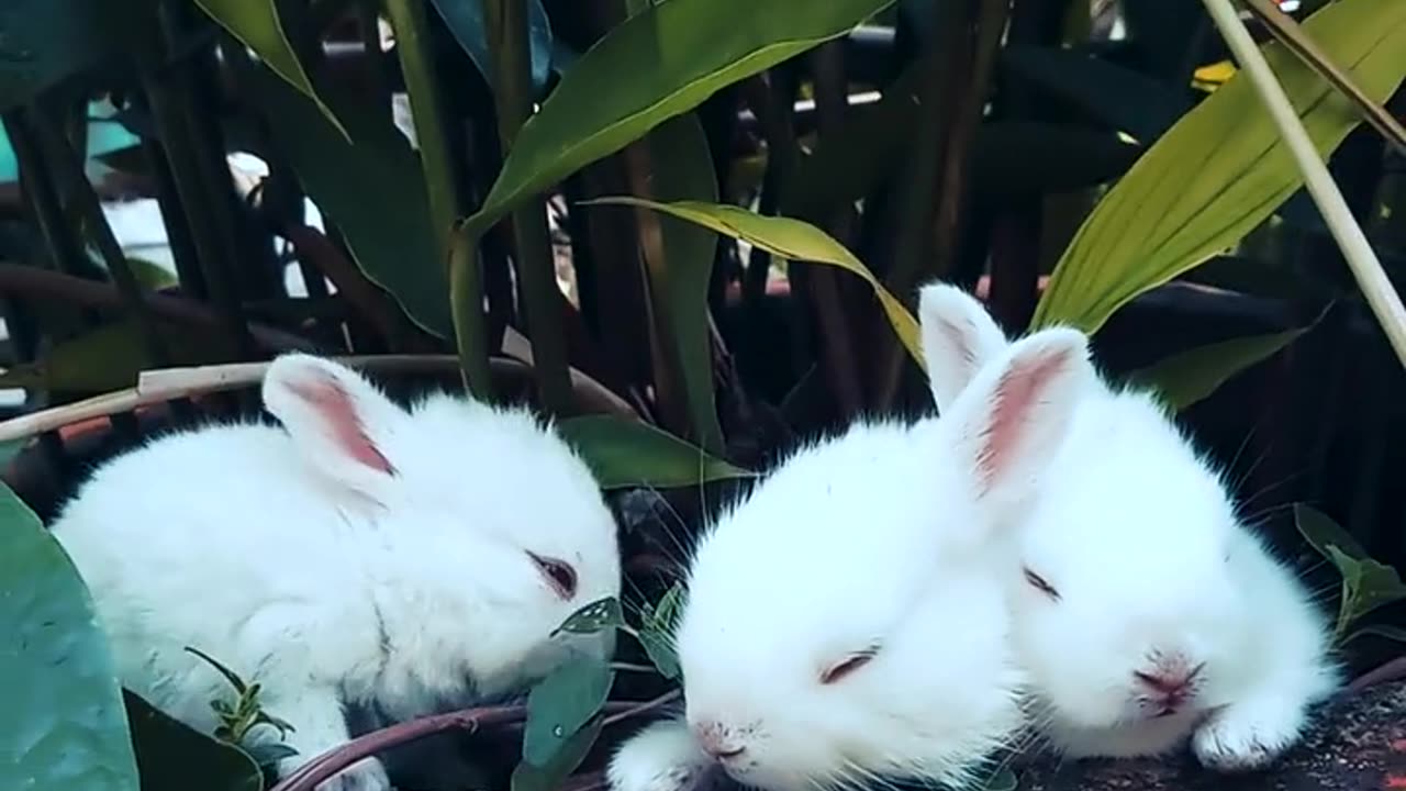 Rabbits Resting On A Pot With A Plant