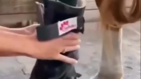🐴❤️ A Horse Given New Legs Runs Again! Amazing Prosthetic Story | FeedMyCuriosity