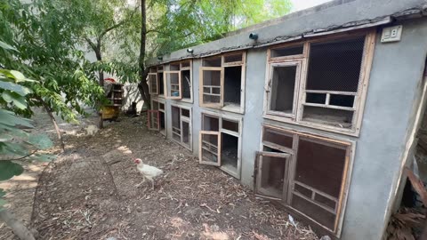 chicken cages