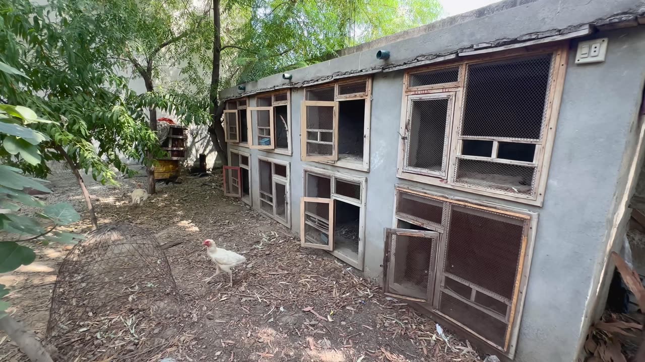 chicken cages