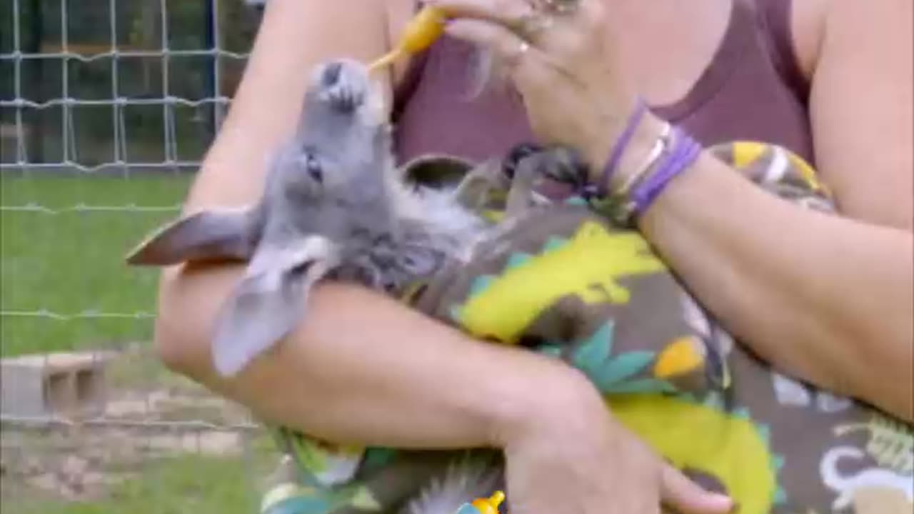 How We Help Orphaned Baby Kangaroo Feel Safe Without Mom