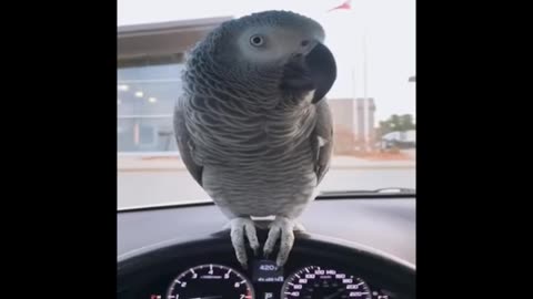 Parrot taking Fanny video