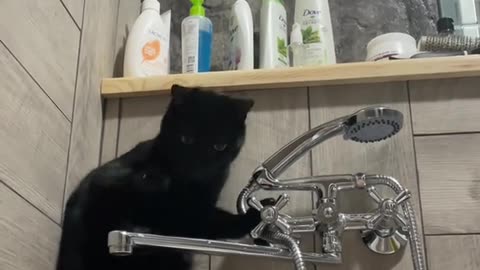 Water vs Cat: The Epic Bath Battle