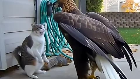 A cat fights a hawk to protect a squirrel