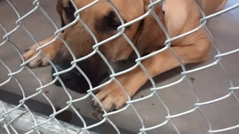 Max 1y Pet Id 949213 kennel 18 HSSAZ shelter20251004334