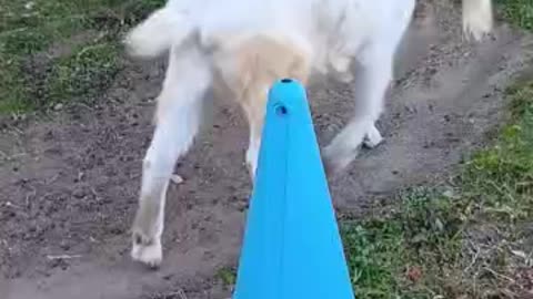 冬休み明けの山羊さん