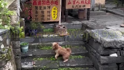 Funny animals video