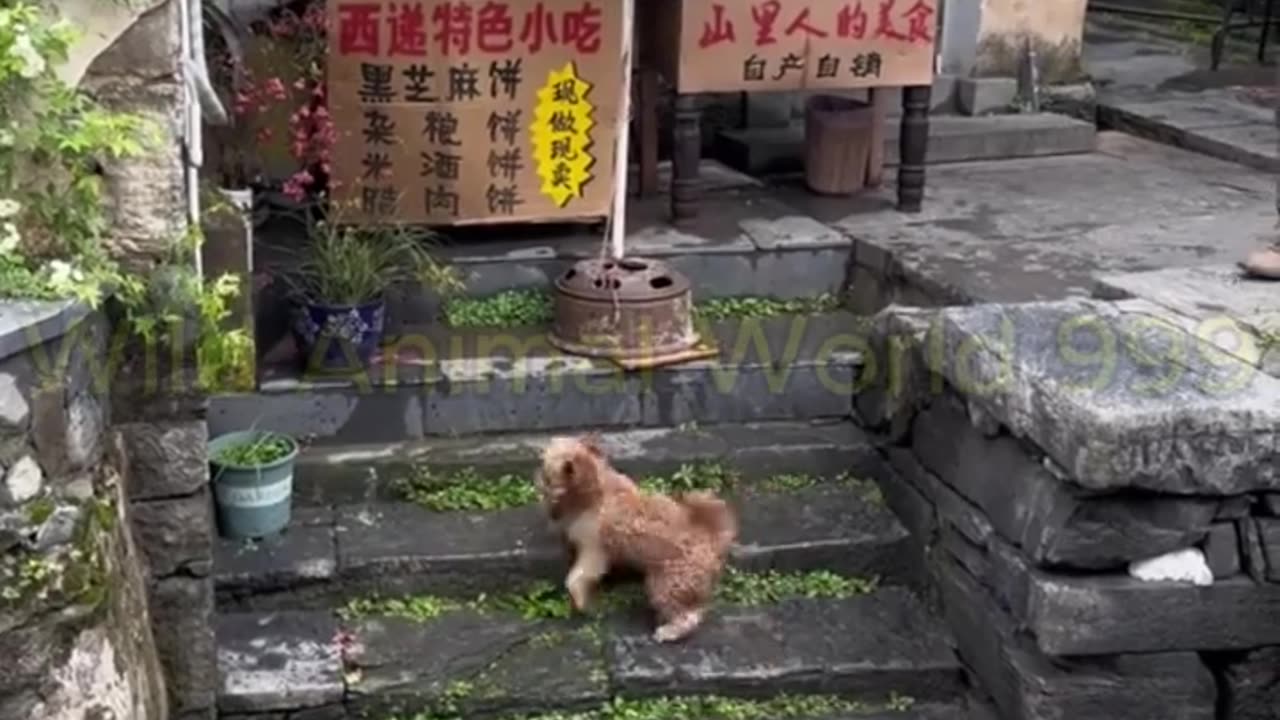 Funny animals video