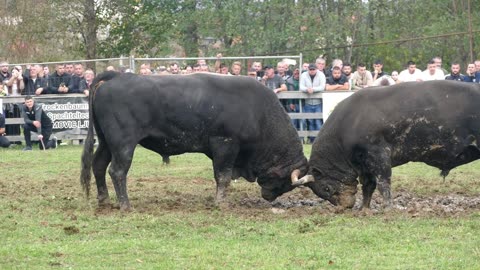 Ždralonja od Ace vs Plamen od Kozarca Bronzani Majdan 2025