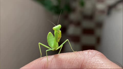 Praying Mantis Myths Debunked