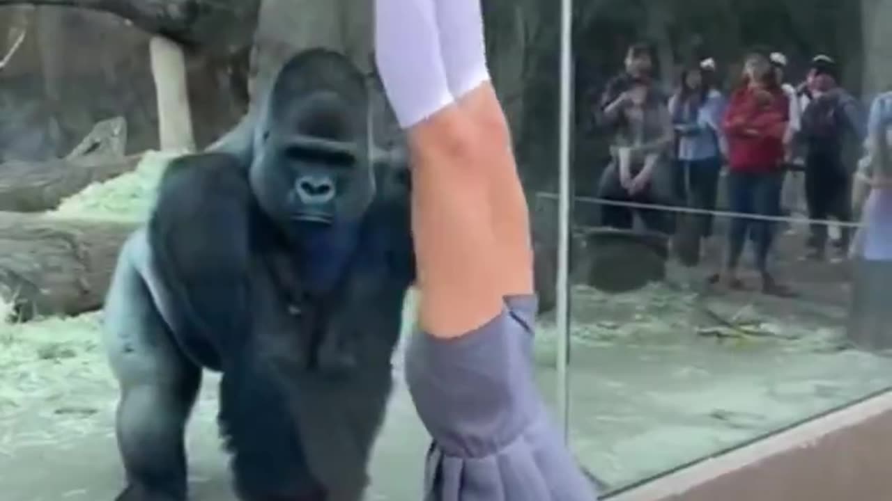 gorilla_upside_down 🦍🥰
