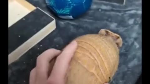 Armadillo Shell