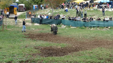 Alkar od Šakića vs Zekonja od Trogrlića Šestanovac 2025