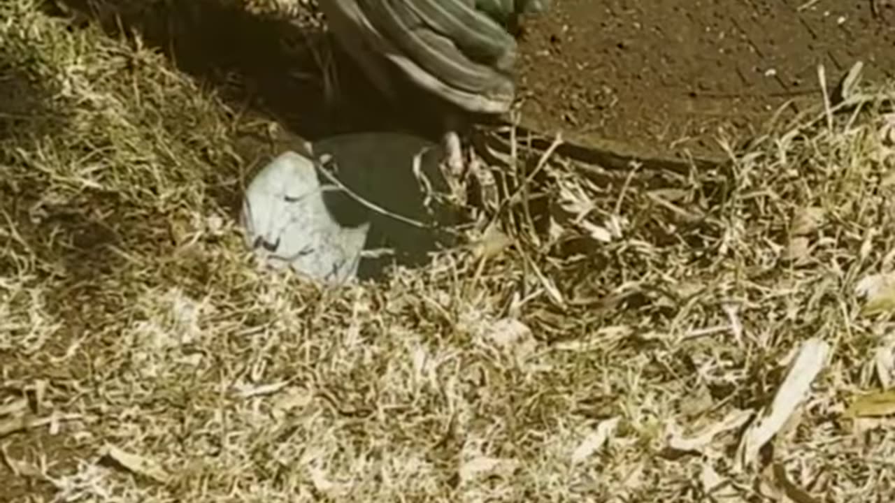 Cute Armadillo Rescued From Hole!