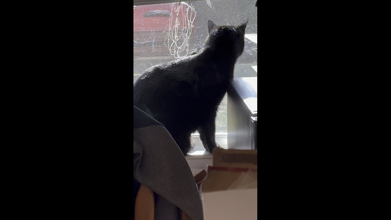 Louie, talking to the squirrel outside the window