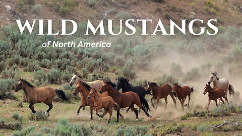 WILD MUSTANGS OF AMERICA