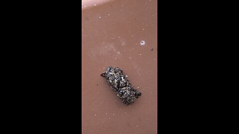 Burrowing Owl Pellet | 4K