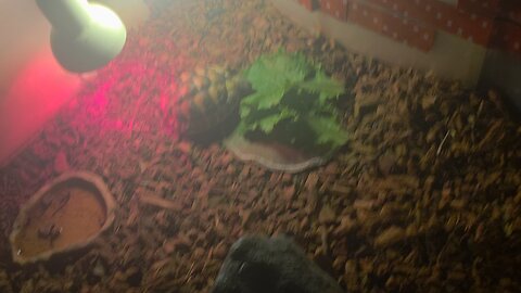 turtle asmr